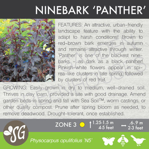 (ornamental) Ninebark, Panther - Mid-Summer SALE