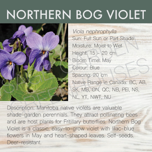 Live Plant -  Violet, Northern Bog