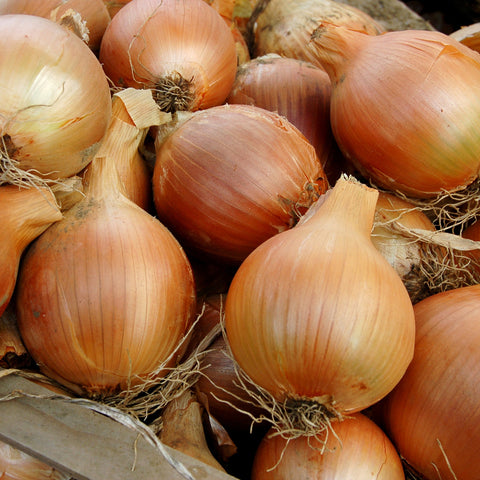 Organic Cortland F1 Storage Onion