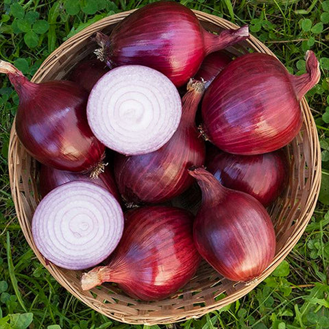 Seeds - Onion, Red Carpet OG (HM)