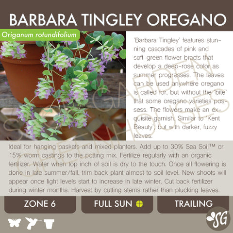 Live Plant - Oregano, Barbara Tingley