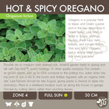 Live Plant - Oregano, Hot & Spicy