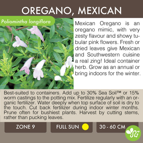 Live Plant - Oregano, Mexican