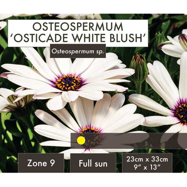 Live Plant - Osteospermum, Osticade White Blush
