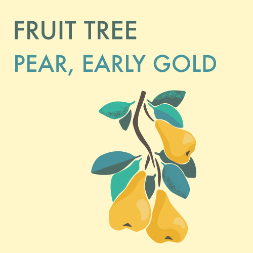 Pear, Early Gold - 5-6 ft.