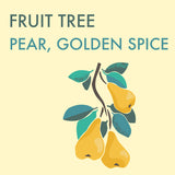 Pear, Golden Spice (7-gallon)