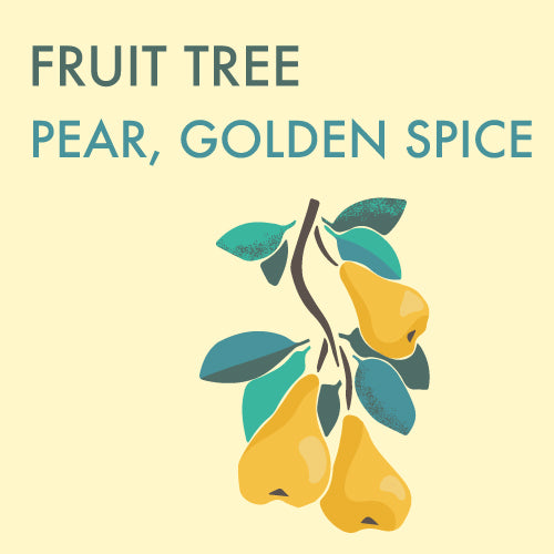 Pear, Golden Spice (7-gallon)