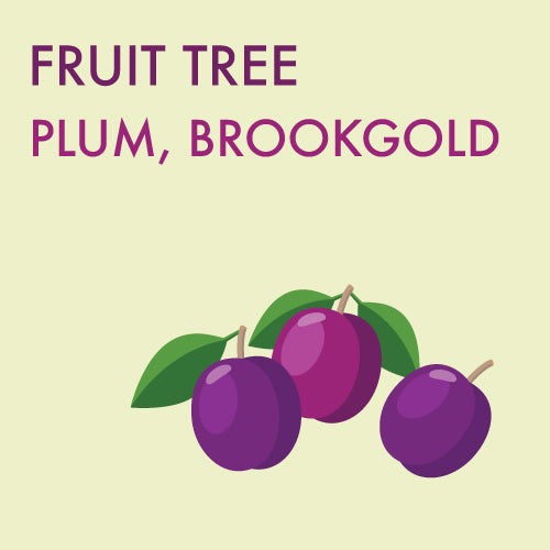 Plum, Brookgold - 5-6 ft