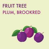 Plum, Brookred (7-gallon)
