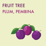 Plum, Pembina (7-gallon)
