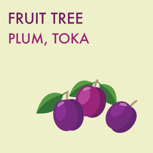 Plum, 'Toka' - 5-6 ft. ORCHARD PREORDER FOR LATE MAY 2024