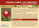 Passion Flower 'Lady Margaret' (Live Plant)