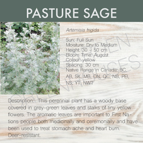 Live Plant -  Pasture Sage