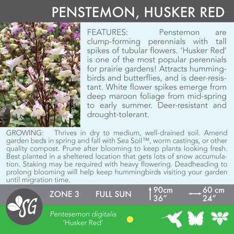 Live Plant - Penstemon, 'Husker Red' (Beardtongue)