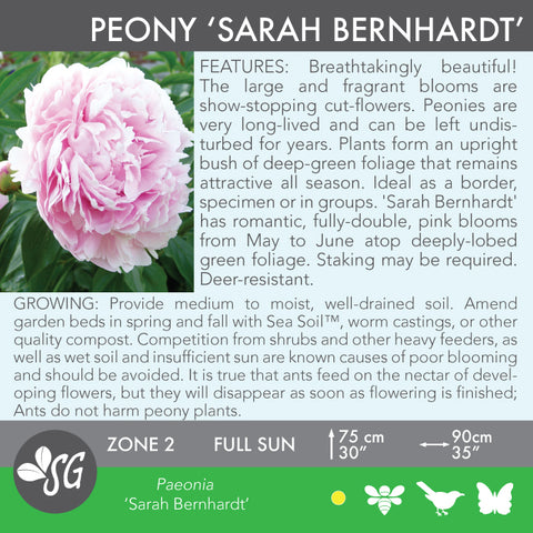 Live Plant - Peony, Sarah Bernhardt (Double Pink)