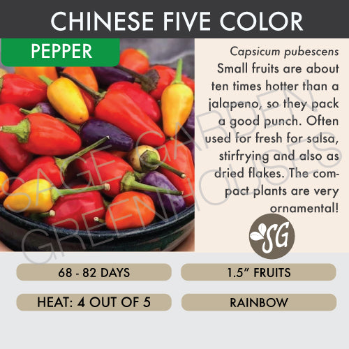Live Plant - Pepper, Chinese Five Color