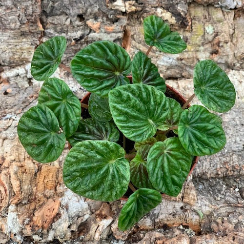 Live Plant - Peperomia Ripple Mix | Sage Garden