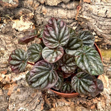 Live Plant - Peperomia Ripple Mix