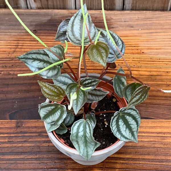 Live Plant - Peperomia, turboensis