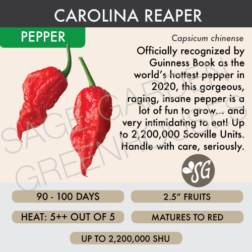 Live Plant - Pepper, Carolina Reaper