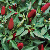 Zesty Pepper Collection - Set of 5 in root developer pots