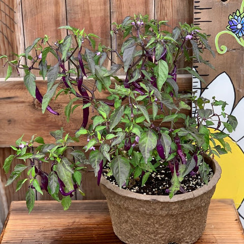 Live Plant - Pepper, Buena Mulata - 8" pot