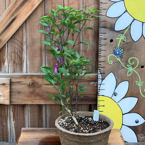 Live Plant - Pepper, Chinese Five Colour - 8" pot