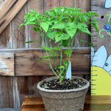 Live Plant - Pepper, Lemon Drop - 8" pot