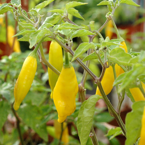 Live Plant - Pepper, Lemon Drop