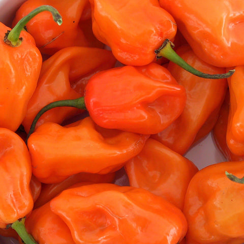 Organic Magnum Orange Habanero