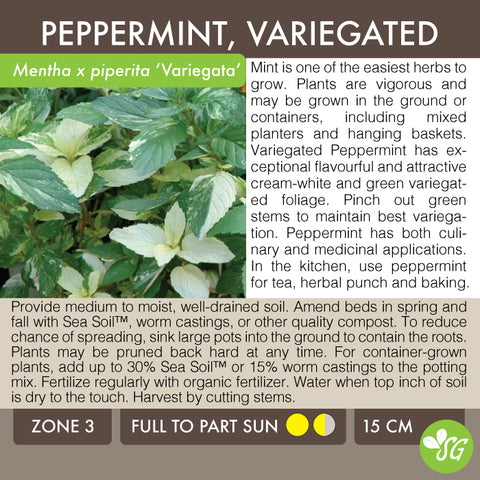 Live Plant - Mint, Variegated Peppermint