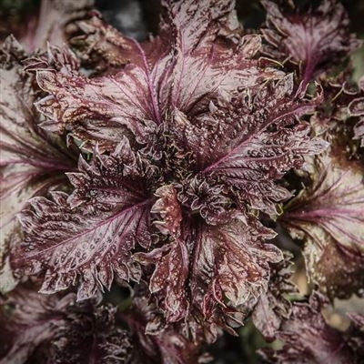 Seeds - Perilla, Plum (Purple Shiso) OG (F)