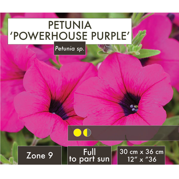 Live Plant - Petunia, Powerhouse Purple