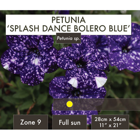 Live Plant - Petunia, Splash Dance Bolero Blue