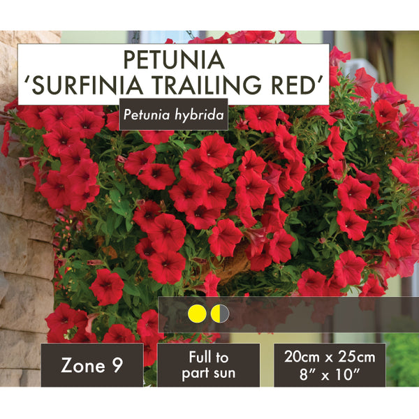 Live Plant - Petunia, Surfinia Trailing Red