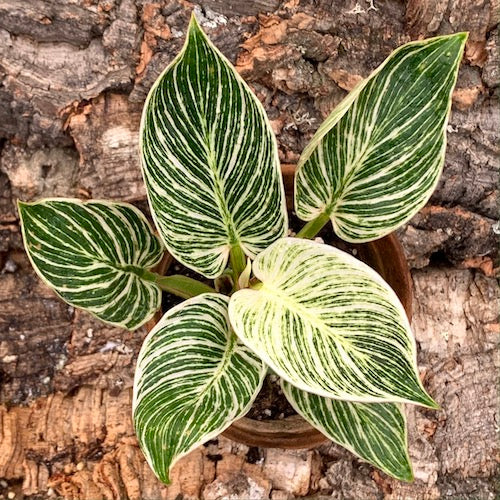 philodendron birkin variegated Philodendron Birkin - Perfect Variegation - Live Plant