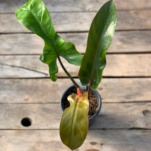 Philodendron Cardinal x Ghost - Live Plant