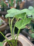 philodendron giganteum variegated - Live Plant