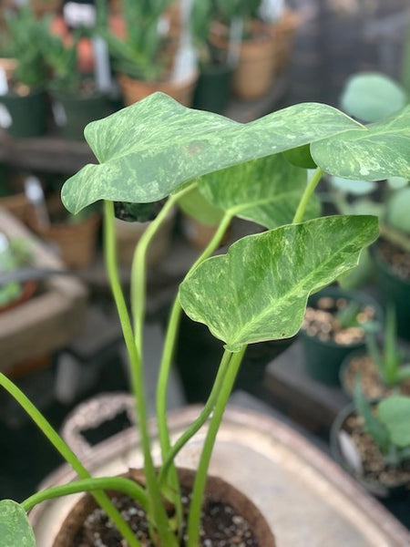 philodendron giganteum variegated - Live Plant