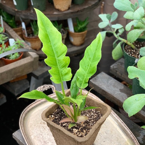 philodendron jungle Philodendron Jungle Boogie - Live Plant