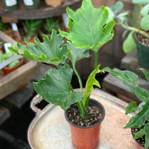 philodendron selloum little hope Philodendron Little Hope - Live Plant