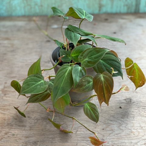 Live Plant - Philodendron Micans