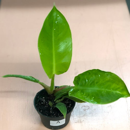 Philodendron Moonlight - Live Plant
