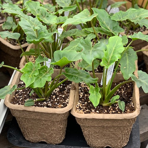 best soil for philodendron xanadu Philodendron Xanadu - Live Plant