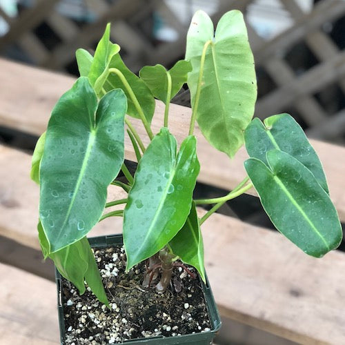 burle marx philodendron for sale Philodendron Burle Marx - Live Plant