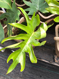 Live Plant - Philodendron, Dubium