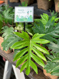 Live Plant - Philodendron, Dubium