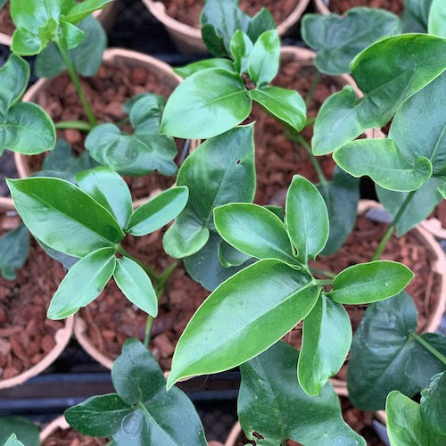 philodendron goeldii mature Philodendron goeldii - Live Plant