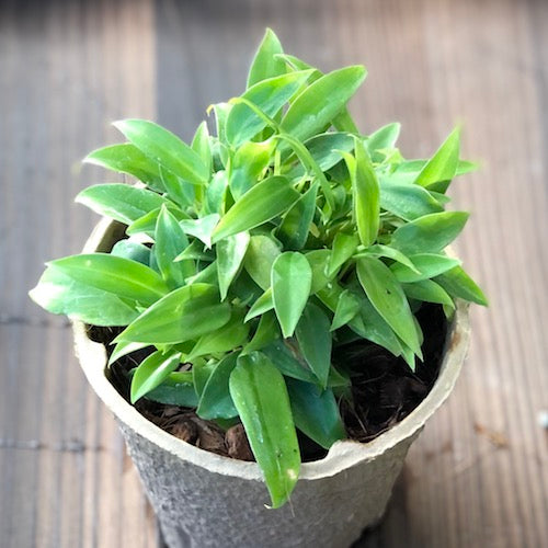 philodendron pin cushion Philodendron Pincushion - Live Plant