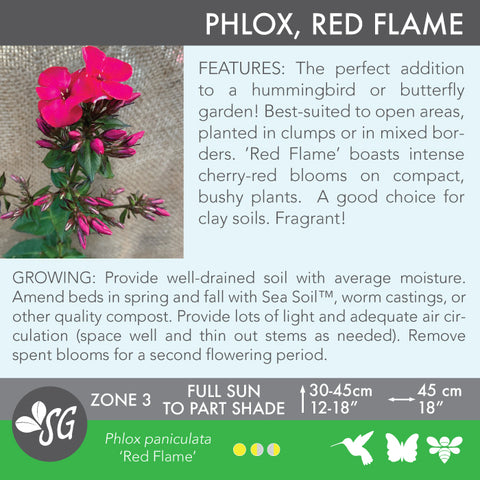 Live Plant - Phlox, Red Flame